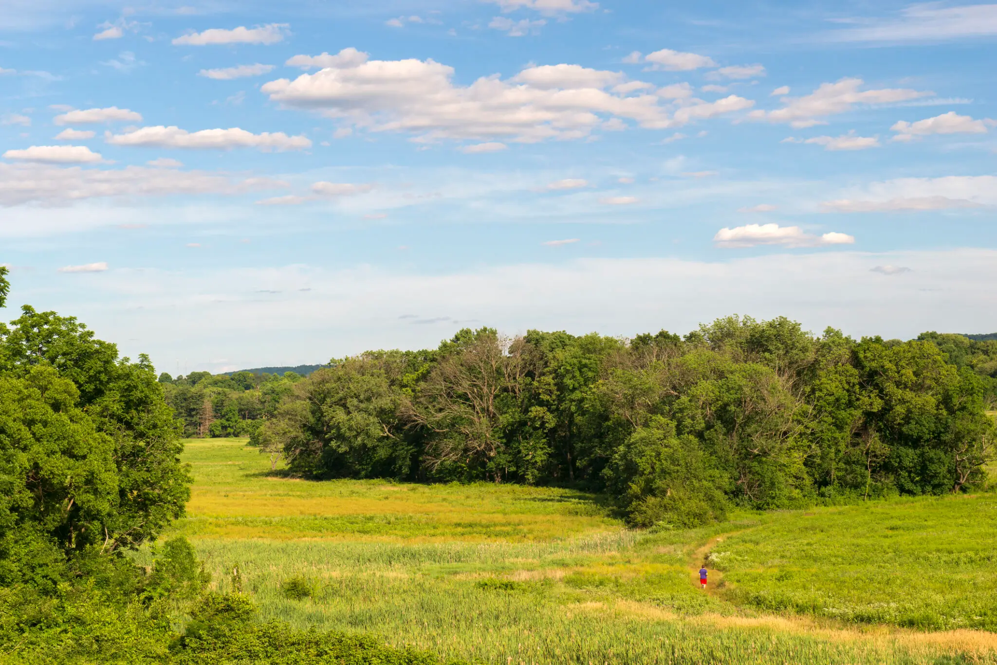 meadow